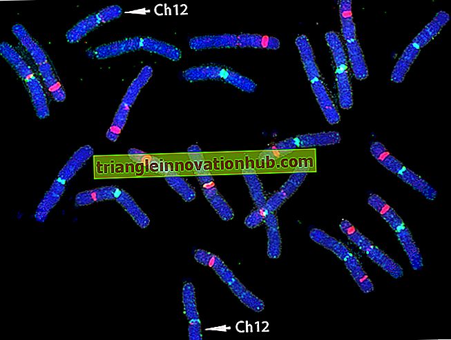 Chromosomen in Fischen - Fisch