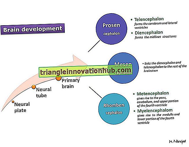 Utvikling av hjernen i fiskene (med diagram) - fisk