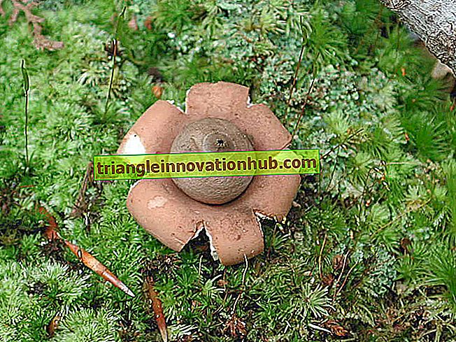 Svampe: nyttige noter om svampe (799 ord) - svampe