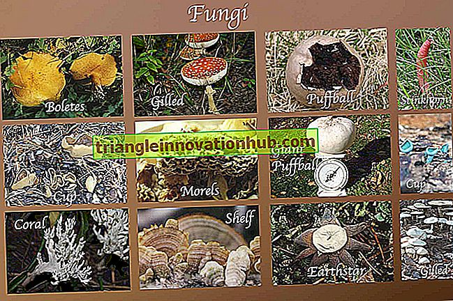 Kategorierne der anvendes i klassificering af svampe er som følger - svampe