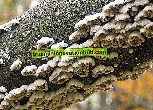 Notas útiles sobre los aspectos nocivos de los hongos - Biología - hongos