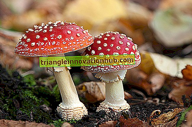 Funghi: definizione e tipi di funghi (spiegati con lo schema) - fungo