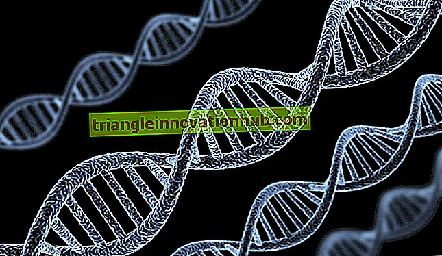Teoria cromosomica dell'eredità (spiegata con lo schema) - genetica