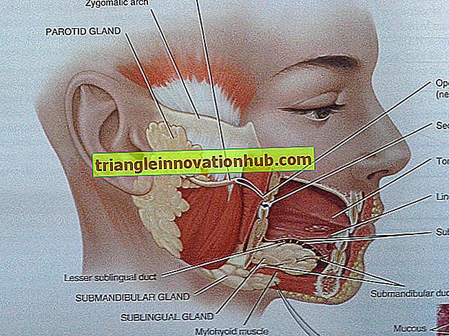 Notas útiles sobre los ganglios linfáticos del cuerpo humano (1365 palabras) - cuello humano