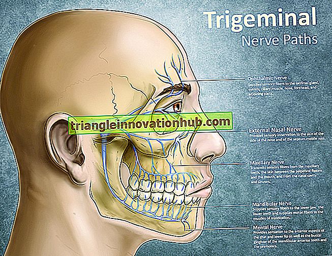 Trigeminal Ganglion وعلاقاتها مع الدماغ والرقبة الإنسان