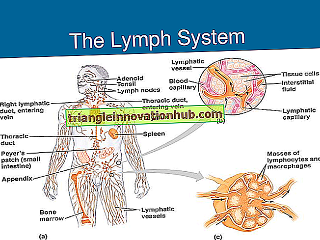 Lymphoide Organe und Lymphkreislauf - Immunologie