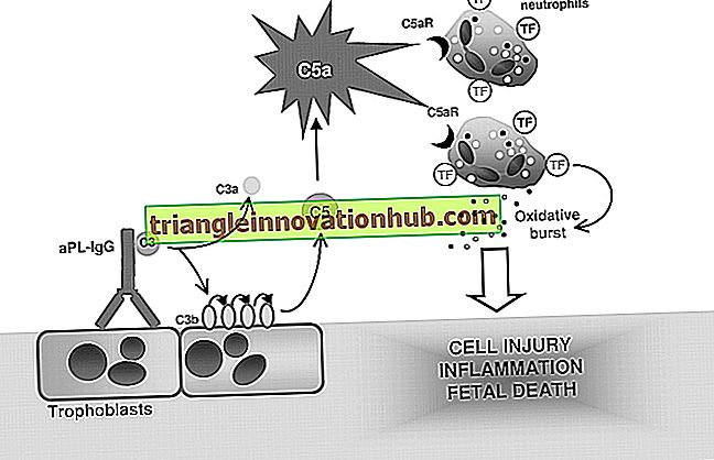 Antikörper: 7 wichtige Mechanismen, die zur Entwicklung von Antikörpern beitragen - Immunologie