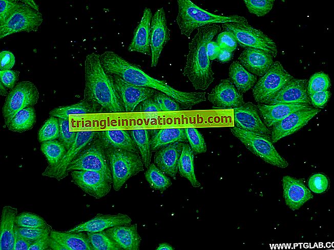 Immunofluorescence utilisée pour la détection d'antigènes dans les cellules