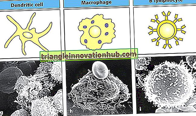 غشاء منغم أو سطح مناعي الجلوبيولين على الخلايا البائية - علم المناعة