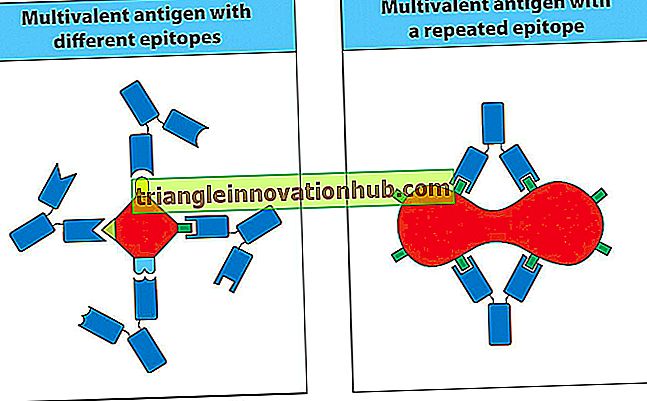 3 Kategorien von Epitopen der Antikörpermoleküle - Immunologie