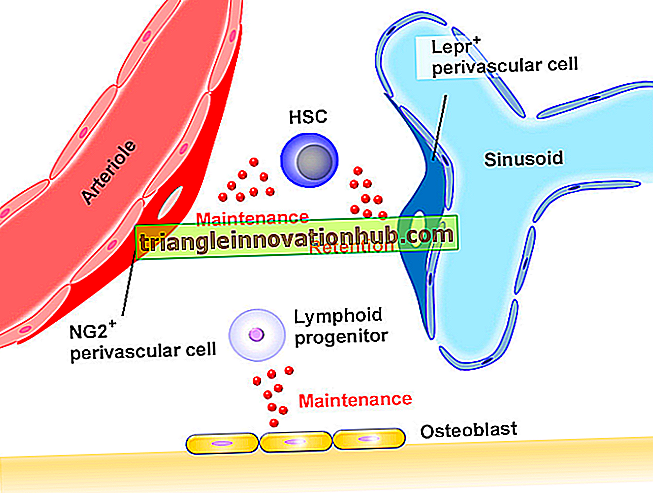 Hämatopoetische Stammzellen (HSCs)