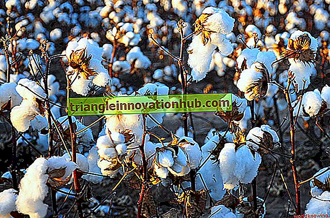 Ledende produsenter av bomullsgarn i verden - bransjer