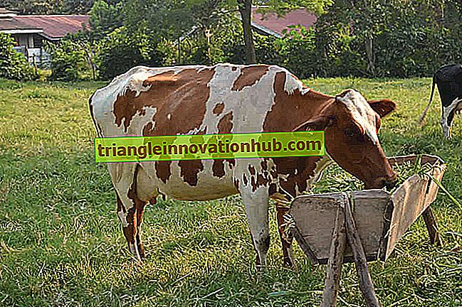 Viehfütterung: Bedeutung, Qualität und Standards - Tierhaltung