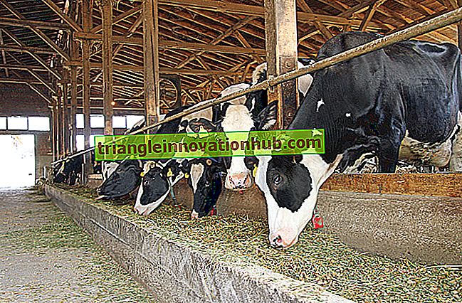 Feeding Standards of Cow and Buffaloes-Forklart! - husdyrforvaltning