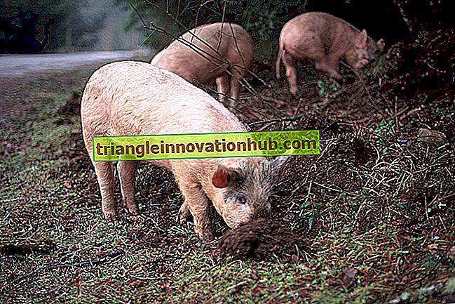 Fütterungsprozess von Schweinen - erklärt! - Tierhaltung