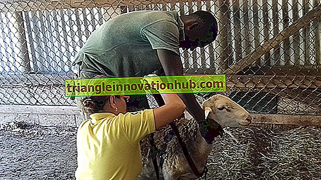 Oppdrett av husdyr: Mål, variasjon og metoder - husdyrforvaltning