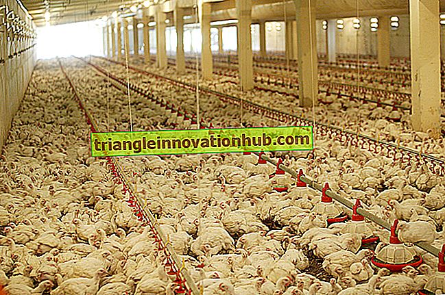 Systeme zum Füttern von Geflügel - erklärt! - Tierhaltung