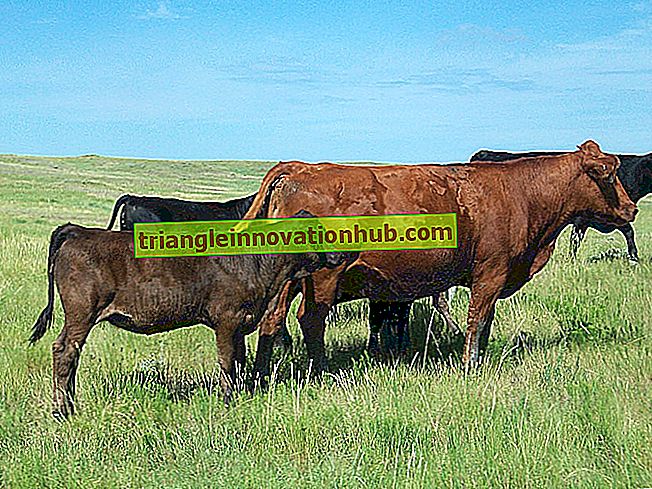 Top 7 Zuchtsysteme zur Verbesserung des Viehbestands - Tierhaltung