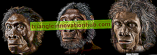Ewolucja człowieka: zmiany morfologiczne związane z ewolucją człowieka - mężczyzna