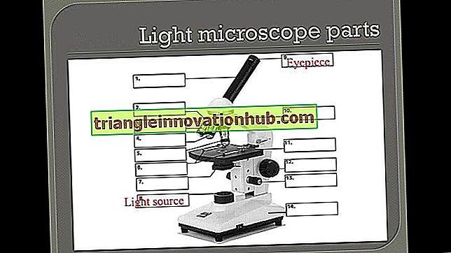 Arbejdspraksis og dele af et sammensat mikroskop (med diagrammer) - mikrobiologi