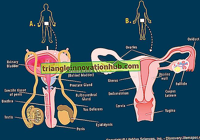 Reproduction chez l'homme: système reproducteur masculin et féminin (avec diagramme) - Remarques