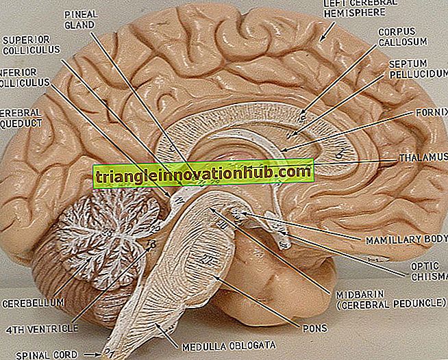 Notas útiles sobre la hipófisis Cerebri |  Cerebro - notas