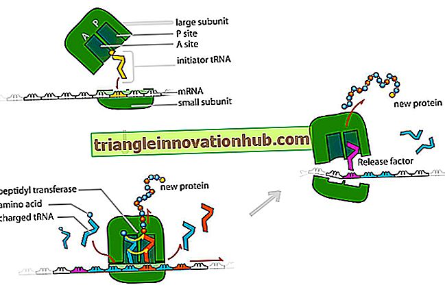تركيب البروتين: آلات وآليات تخليق البروتين - البروتينات
