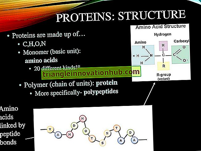 Sind Proteine ​​ein Polymer aus Aminosäuren?  - Antwortete ! - Proteine