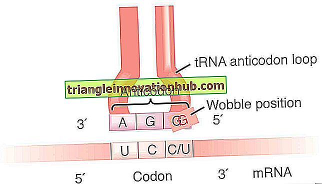 5 pagrindiniai baltymų sintezės etapai (paaiškinta diagrama) - baltymų