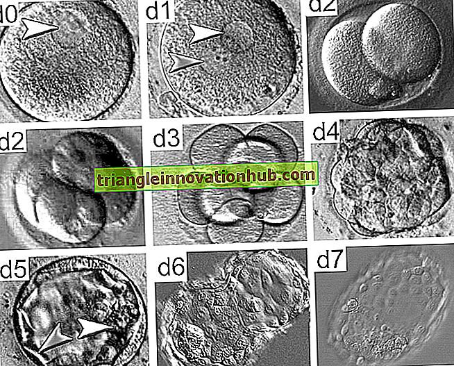 Sviluppo embrionale dopo la fecondazione - riproduzione nelle piante
