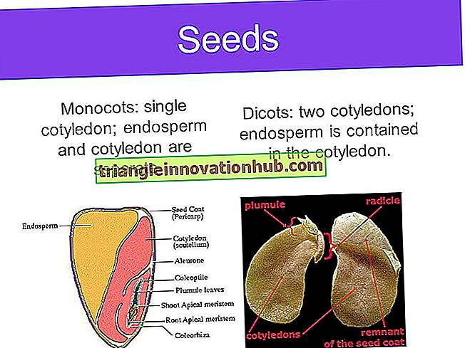 3 huvudtyper av endospermutveckling i blommande växt - reproduktion i växter