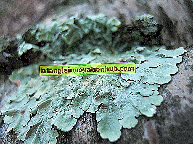 3 former for reproduktion, der findes i lichens - reproduktion