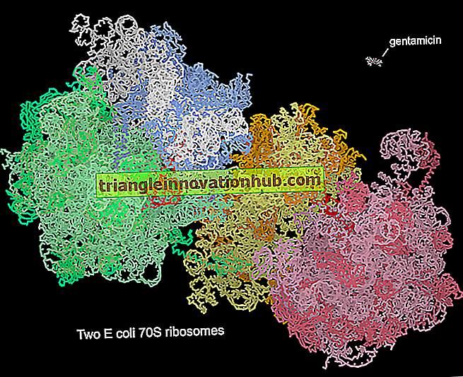 Trin af mekanismen for proteinsyntese på 70S ribosomer - ribosomer