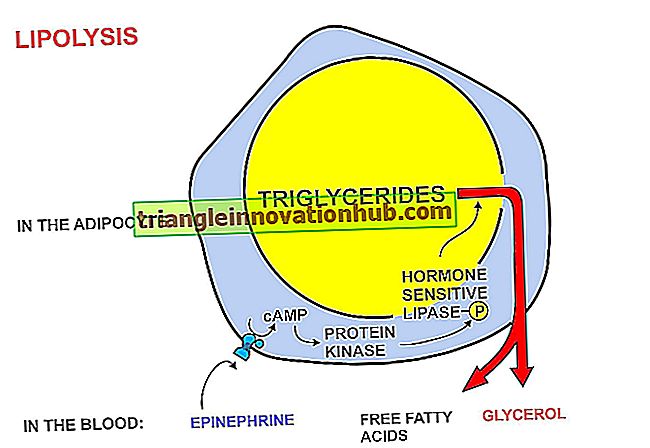 Betydningen af ​​lipidmetabolisme: Reaktioner for enzymatisk hydrolyse ind i glycerol - videnskab