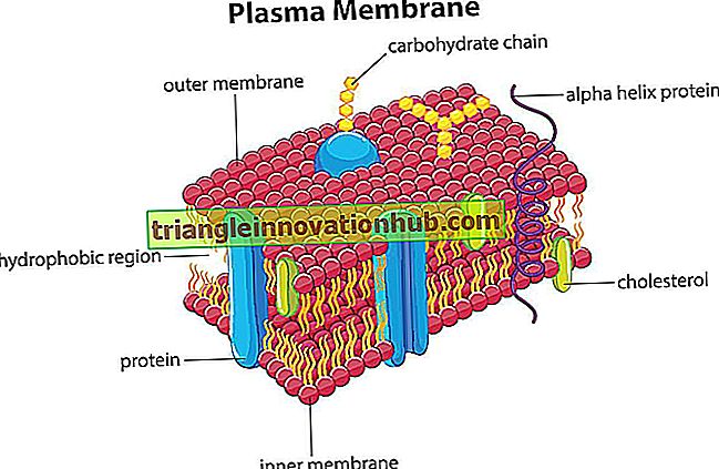 Plasmamembran: Struktur og funktioner af plasmamembran - videnskab