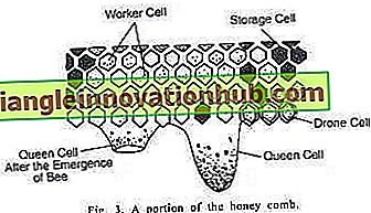 هيكل خلية النحل (مع رسم بياني)