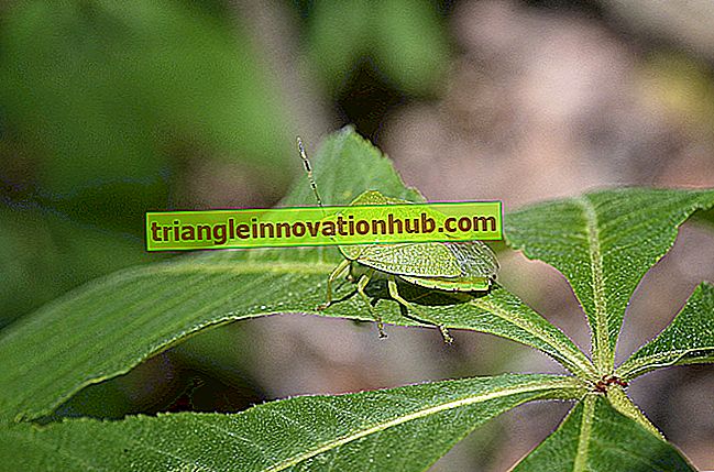 Bug verde: su distribución, historia de vida y control - zoología