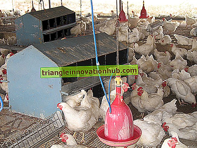 मुर्गीपालन पशुओं के लिए उपयोग किए जाने वाले दूध पिलाने वाले बर्तन - प्राणि विज्ञान