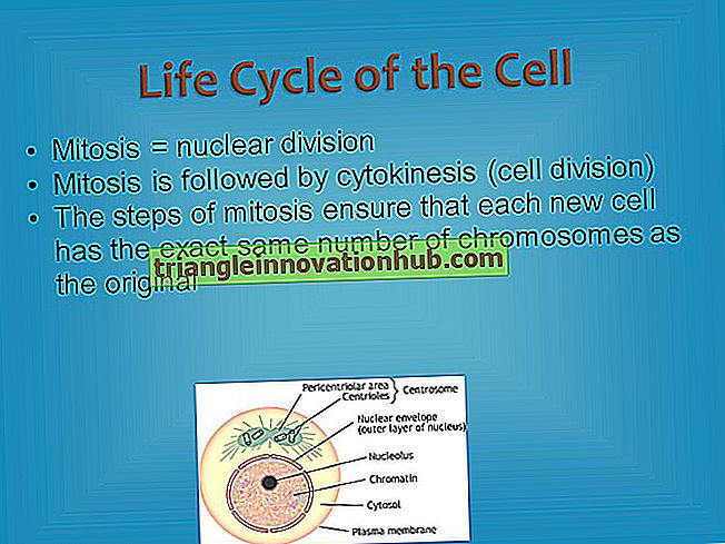 कोशिका विभाजन: अमिटोसिस, मिटोसिस, साइटोकिनेसिस - प्राणि विज्ञान