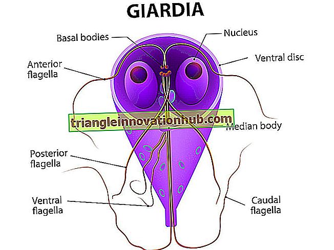 Giardia paraziti tedavisi.