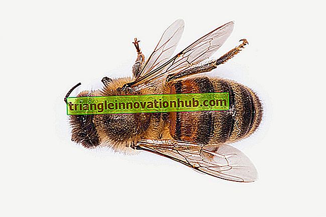 Drei Kasten der Honigbiene: 1. Königin 2. Arbeiter und 3. Drohne - Zoologie